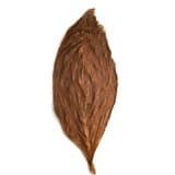 Natural Fronto Leaf