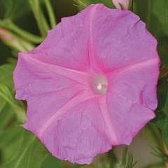 Morning Glory Candy Pink