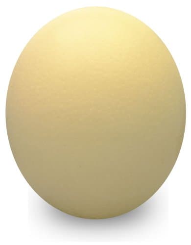 Uniquely Emu Genuine Ostrich Eggshell