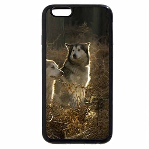 iPhone 6S Plus Case, iPhone 6 Plus Case, Siberian husky