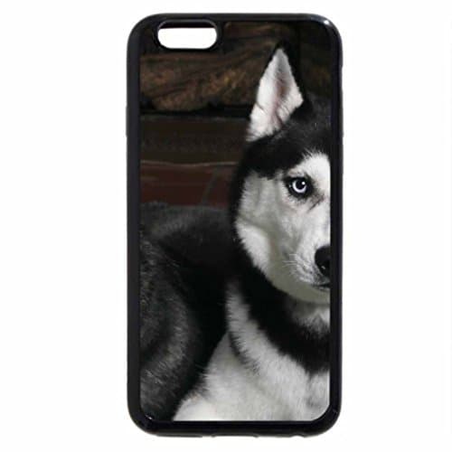 iPhone 6S Plus Case, iPhone 6 Plus Case, Siberian Huskies