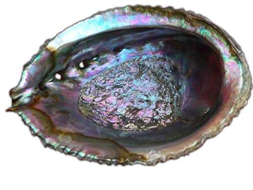 NC Naturals Rainbow Abalone Shell, Large
