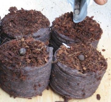 Starter coir pellets x 50