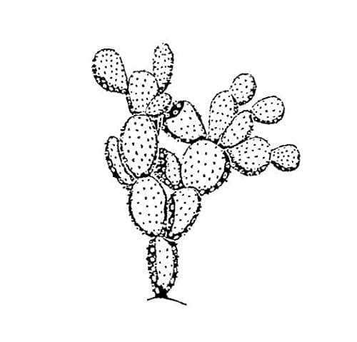 Prickly Pear, Med.