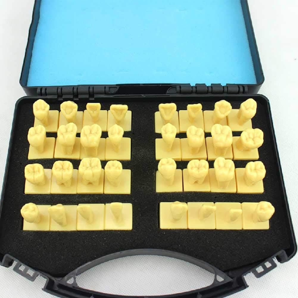MKULOUS 3X Enlarged Study Teaching Teeth Model(32 teeth models),Oral carved tooth guidance model