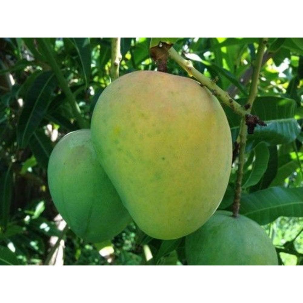 Mango Tree (Alphonso Variety) BSG11