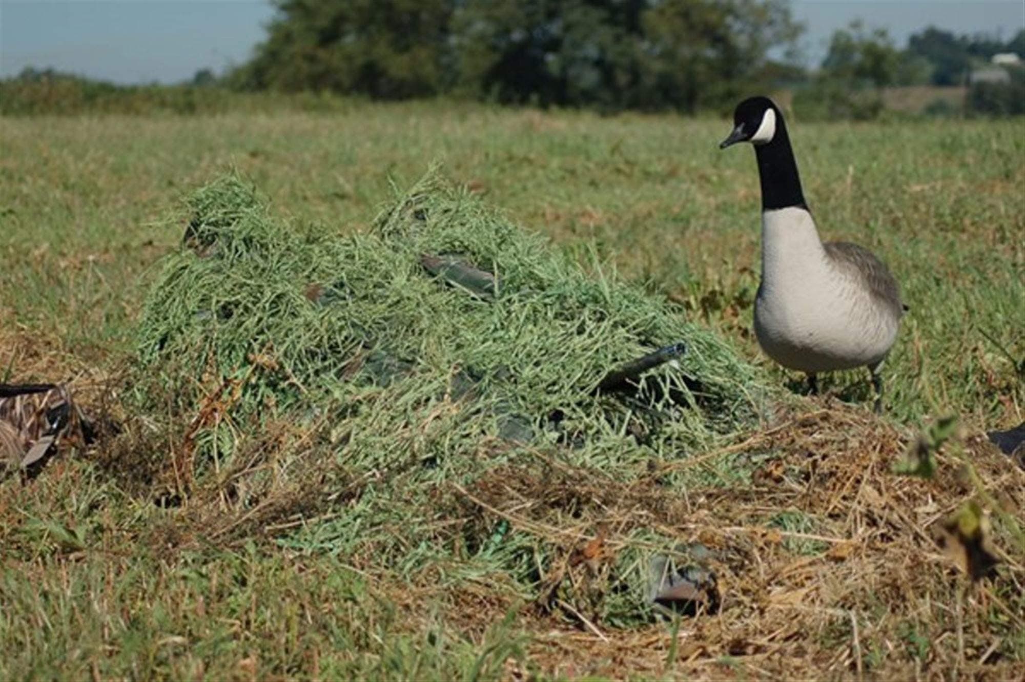 Avery KillerWeed All-Terrain Layout Blind