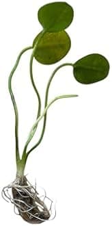 Golden Water Poppies (Hydrocleys Nymphoides) - Easy Live Pond Plants