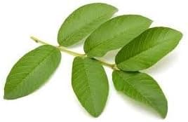 Fresh Guava Leaves (Pack of 25)