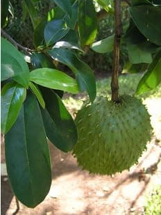 Soursop Fresh Dry Leaves (200 Leaves)- rare medical Health Suppliment dry leaves