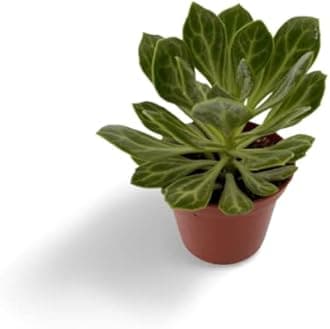 OhhSome Succulent Plant Senecio Obovatus - Rare Small Bluish Grey-Green Live (Healthy Plant)