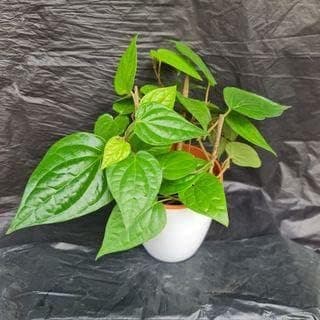 Betel Leaf, Paan,Pan,Piper, Betel,Betel Pepper, Sireh,Betle Pepper, Live Plant Actual Plant Height .5 ft to 1.5 (Hybrid, Pack of 1)