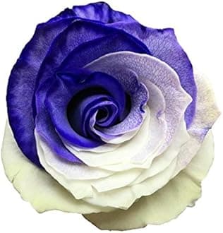 Fresh Cut Tinted Purple and White Roses from Flower Explosion -24 Stems