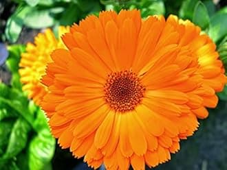 A D FOOD & HERBS ORGANIC CALENDULA FLOWER POWDER Dried Natural Ayurveda Herbal Powder (750 GMS)