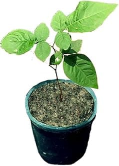 Bilva Patra Live Plant, Bel Patra Plant, Aegle marmelos