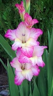 Gladiolus Flower Bulbs All session Imported Vearty for Home and Gardening Pack of 5 bulbs (MULTICOLOR)