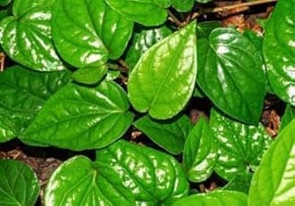 MITU Betel leaf pan pata tree plant Orijinal Varaity 1Healthy Plant Big Size Leaf Pan Plant
