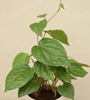 Maghai Paan Betel Leaf Meetha pan Sweet Paan Healthy Live plant Pack of 1