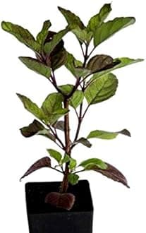 Live Kali (Black) Tulsi Plant [Krishna Tulsi ] Real Shyama Ayurvedic, Medicinal plant for Home with black Plastic Pot(Tusli Plant)