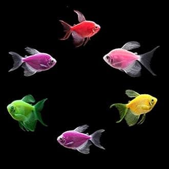 GloFish Live Fish Collections (Tetra Select Long-Fin)