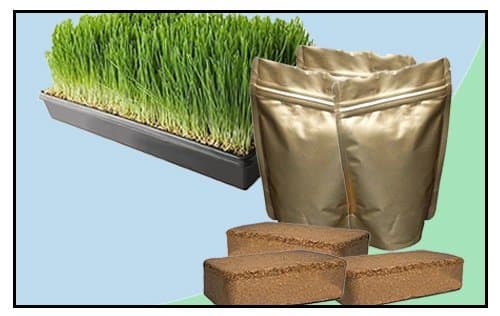 Wheatgrass Growing Kit - Large
