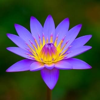 - Indian Gardens – Waterlily Live Plant | Dark Blue | Aquatic Pond & Tub Plant | Live Nymphaea Waterlily