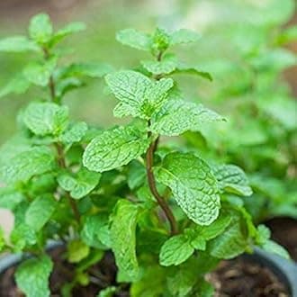 Real Mint Pudina Live Plant with Pot – Healthy Bushy Herb for Kitchen Garden | Fresh Organic Leaves for Cooking | Medicinal Plant | Indoor Outdoor Growing | Pack of 1