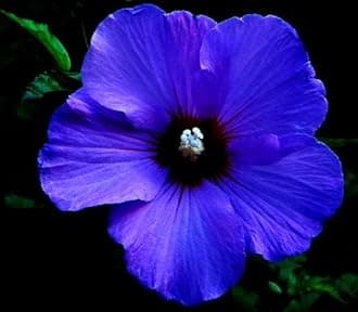 Blue Hibiscus Flower Nil Jaba- flower Rosemallow Gudhal Flower Healthy Live Plant Austrilan Variety (Pack of 1)