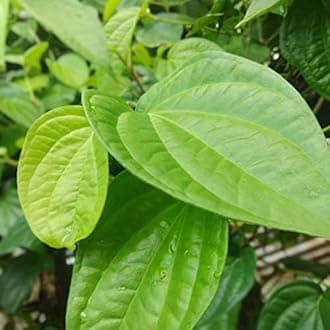 Betel leaf plant desi, Piper betel leaf plant paan patta plant Pack of 1 plant