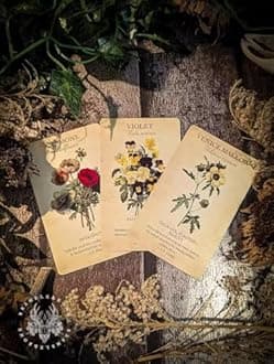 ANBOSI Botanical Inspirations Deck (Without Guidebook) | Tarot Oracle with 44 Cards | Traditional Standard Tarot Oracle Cards for Fortune Telling and Divination (Botanical Inspirations Deck)