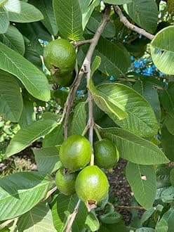 Torero Fresh Guava Leaves from Trees Grown in South Florida - 2 oz (Approx. 20 to 25 Leaves) - No pesticides or Chemical Sprays/No Reimbursement or Return (1)
