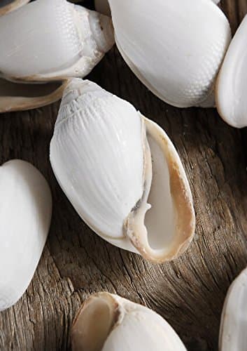 16 Tiny 3" White Conch Shells