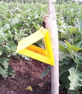 LO Leucinodes Orbonalis Lure | Brinjal Fruit & Shoot Borer Control for Agriculture | Pack of 10 | 40-45 Days Effective Life | Eco-Friendly Pest Solution (Traps Not Included)