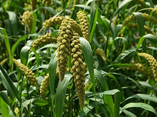 1LB German Foxtail Millet Seed
