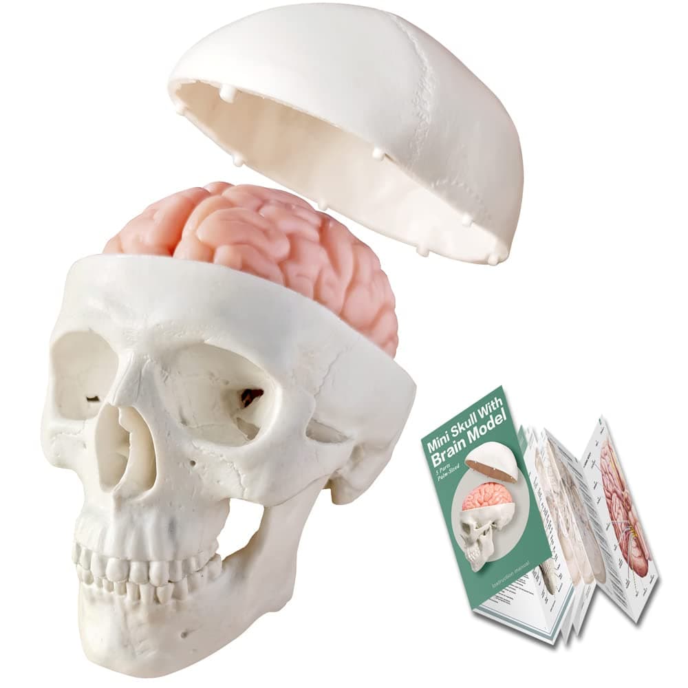 2026 New Human Skull Model,3 Part With 2-Part Human Brain;Half Life Size Skull with Brain;Human Head With Brain for Medical Teaching Learning, Art Sketch,Educational Display Tool Human Anatomy