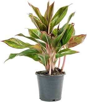 Garden Art Indoor Aglaonema Snow White Single Stem Plant With Grower's Pot (Aglaonema Snow White)