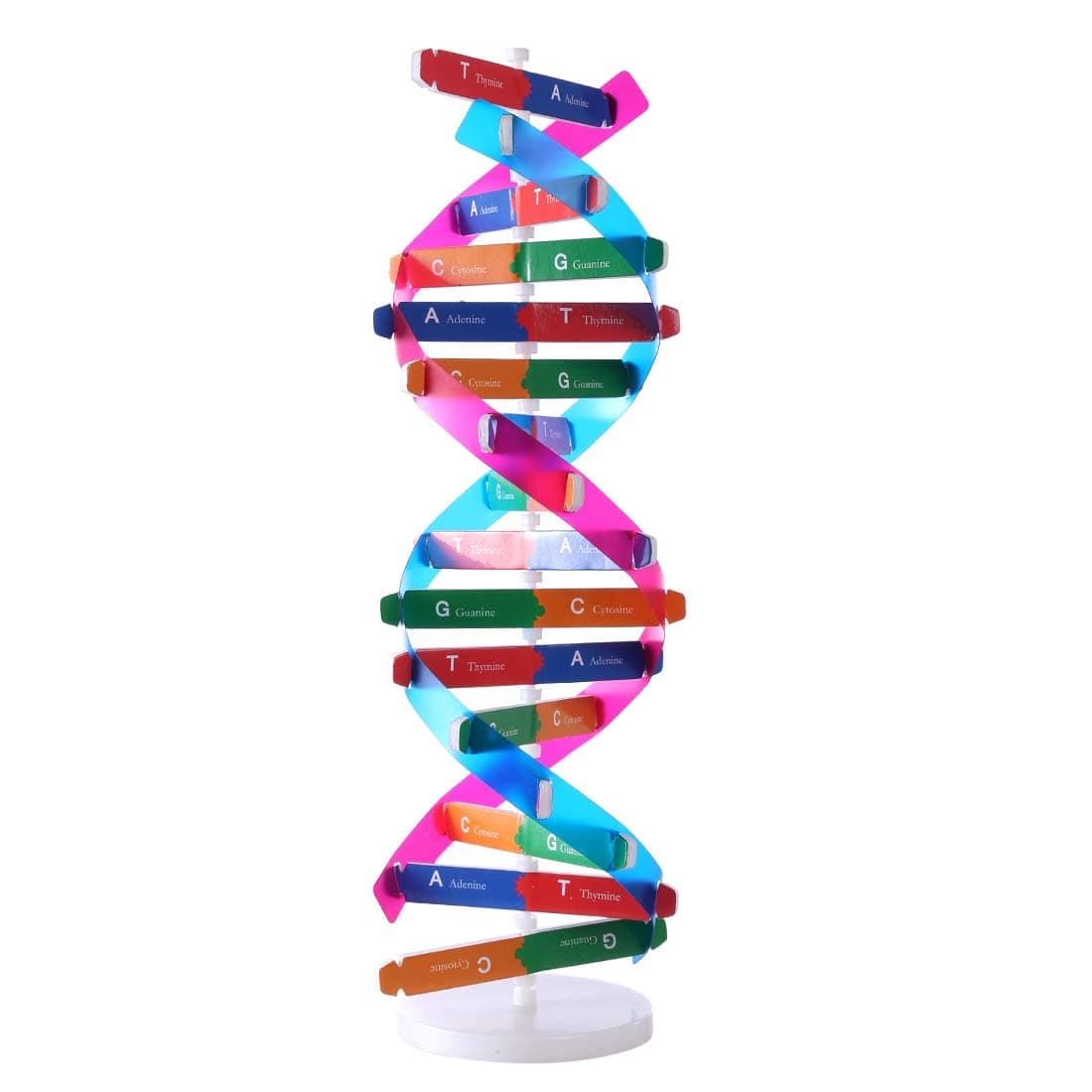 DNA Models Double Helix Model Components Science Educational Teaching Instrument Toy for Children, Students, Science Learners Aged 6-12