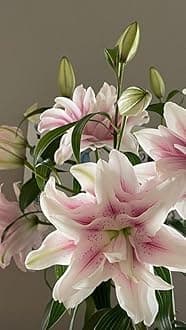 SVG® Oriental lily Double Imported Flower Bulbs All season for Your Home and Gardening Pack 2 bulbs (VIOLET WITH WHITE)