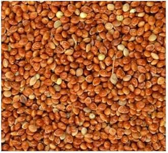 Red Millet Seed Budgie Finch Canary or Wild Bird Food 10kg 5kg 3kg 2kg 1kg 500g Garden Bird Food (Red 1kg)