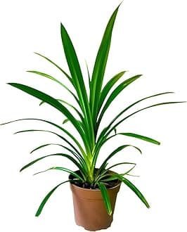 1 HYBRID PANDAN/BIRYANI LEAF PLANT ORGANIC OUTDOOR GARDEN LIVE BASMATI PATTA TREE