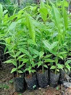 Assam Grown Agarwood Tree (Aquilaria sinensis) | Fragrant Oud Plant Sapling | Live Plant Pack of 1