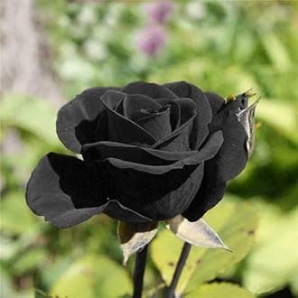 Rose Flower Tree Gardens Rare Exotic Black Climber Rose Flower Live Flower Tree Plant (1 Healthy Plants)