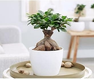 Ficus Ginseng Indoor and outdoor Bonsai Live Plant/Tree 7 Years Old With White Nursery 5 inch Pot plant (Pack of 1 Healthy Live Plant)