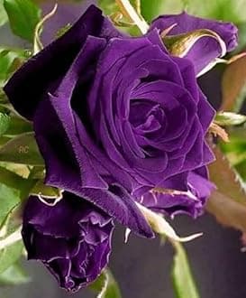 ALL TIME Purple Rose Climbing Live Flower Plant For Indoor and Gardening (Pack of 1) Purple Rose plant