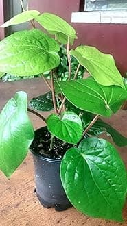 Betel Leaf/Banarasi Maghai Paan Rare Healthy Live Plant, Medicinal Herb Pack of 1 CF_07