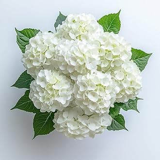 GlobalRose 40 White Hydrangeas – Responsibly Sourced White Flowers – Hand-Picked Flowers Fresh Bouquet for Graduation, Anniversary, Birthday & Special Occasions