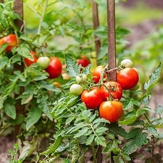 1KG Growmore Multipurpose Plant Food All Purpose Fertiliser Ready to Use, Ideal for fast growing fruits and vegetables