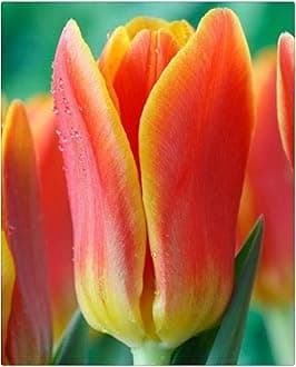 Garden (Tulip for Planting) Indoor or Outdoor Surprise to Grow Pots to Grow Tulip for Fall Planting Simple to Grow Fall or Spring-25 Bulb-Y