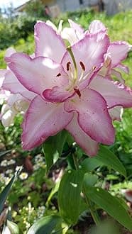 SVG® Oriental lily Double Imported Flower Bulbs All season for Your Home and Gardening Pack 2 bulbs (VIOLET BODER SHADED)