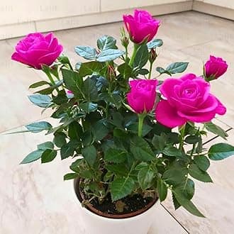 Live Desi Pink Rose Plant (Climbing Rose Plant) Live Pink for Outdoor Gardening (Pack of 1) With Pot